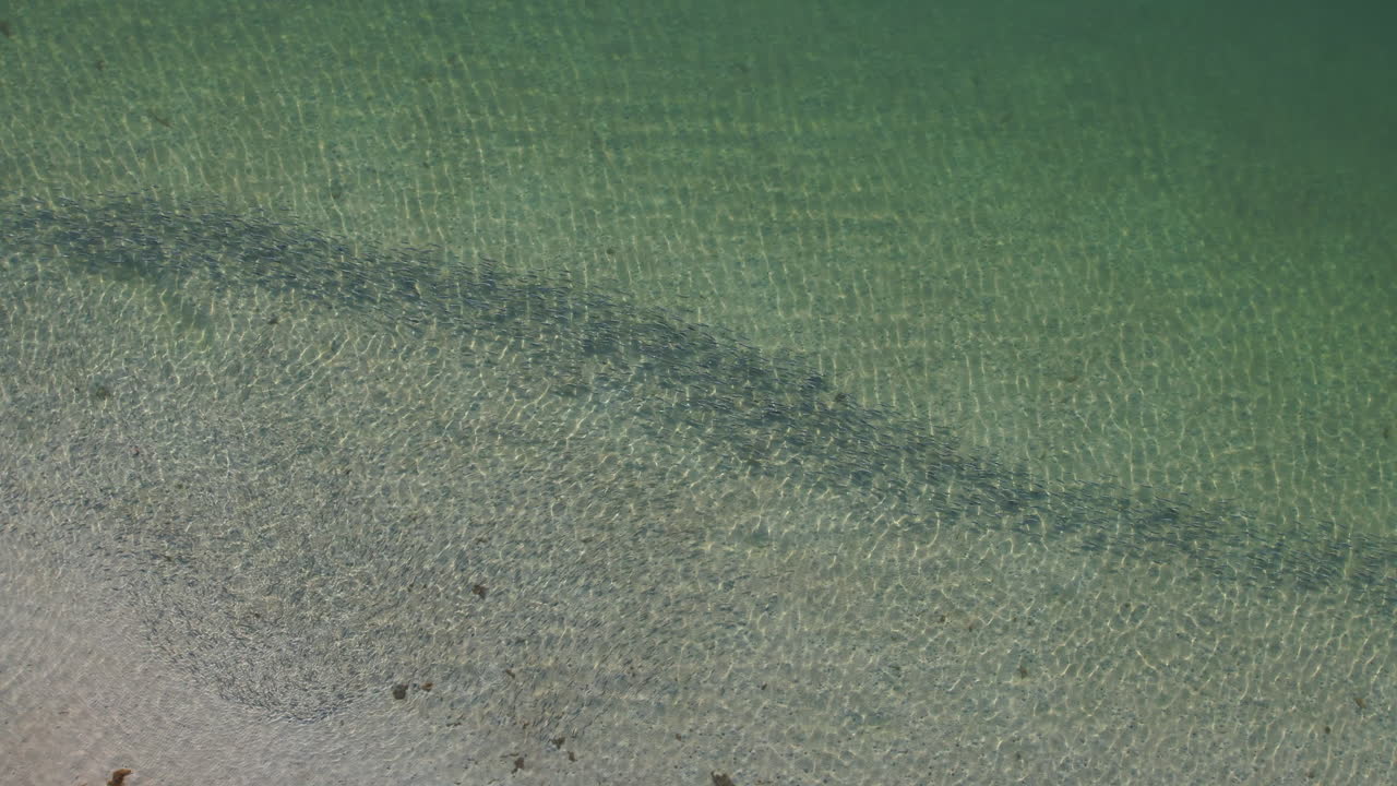 은 바다 물과 함께 해변을 따라 수영하는 물고기의 학교의 드론 영상, 넓은 드론