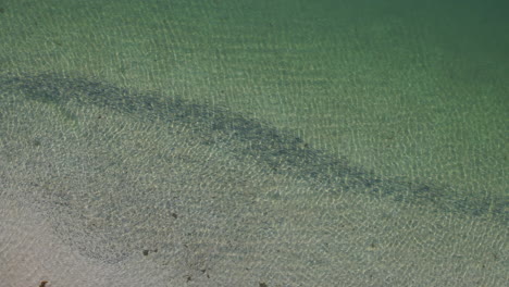 Drone-footage-of-school-of-fish-swimming-along-the-shore-with-clear-ocean-waters,-wide-drone-shot