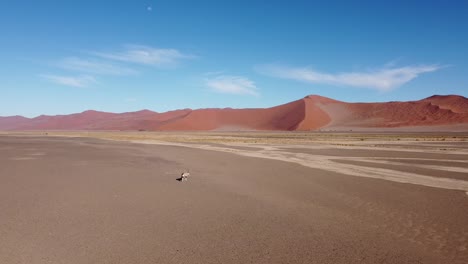 namib oryx desert by drone