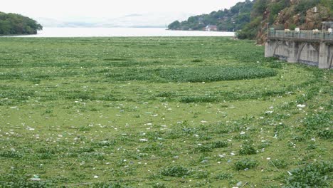 pan across lake at hartbeespoort with mat of invasive weeds and trash