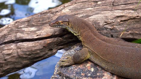 close up shot of a mertens' water monitor, varanus mertensi basking on midstream rock at daytime, wildlife species endemic to northern australia