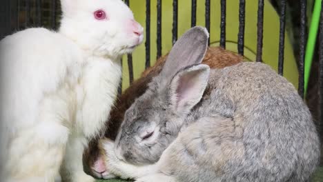 rabbits in a cage