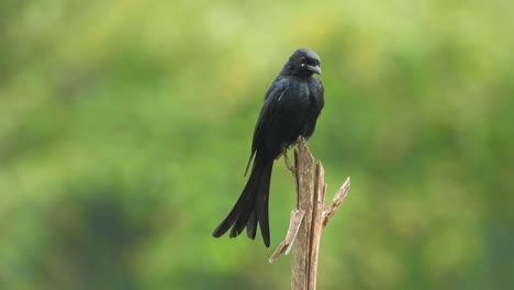 black drongo in tree uhd mp4 4k video .