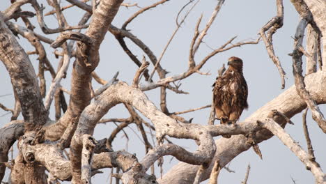 Watchful-Golden-Eagle-With-Brown-Plumage-Perched-On-Leafless-Tree-Branch-In-Southern-Africa