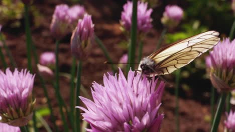 white butterfly on chive flowers