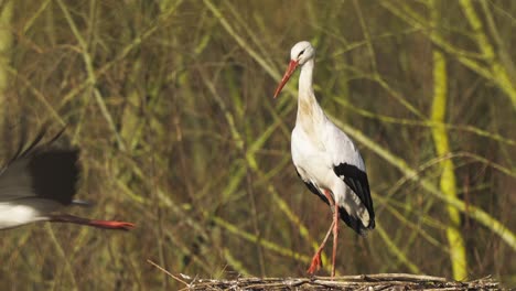 pair of storks standing on nest before flying away