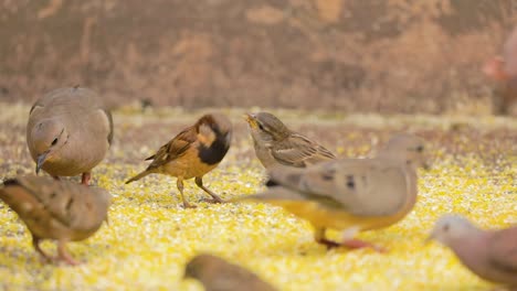 bird-feeding-chick-in-its-beak,-several-birds-eating-ground-corn