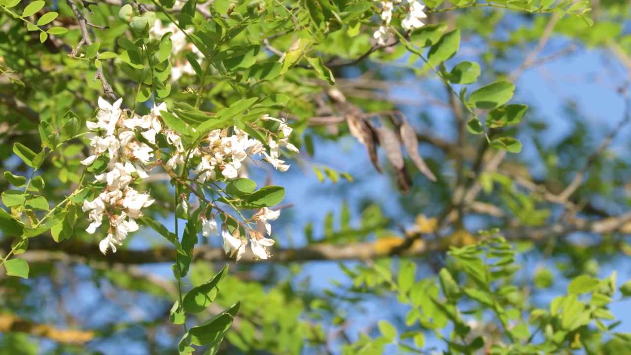 風に揺れる、咲き誇るハリエンジュの花と緑の葉のクローズアップショット。