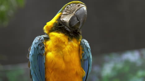 close-up de un guacamayo azul y amarillo ara ararauna mientras se estira para limpiar sus plumas, dentro de un zoológico en bangkok, tailandia