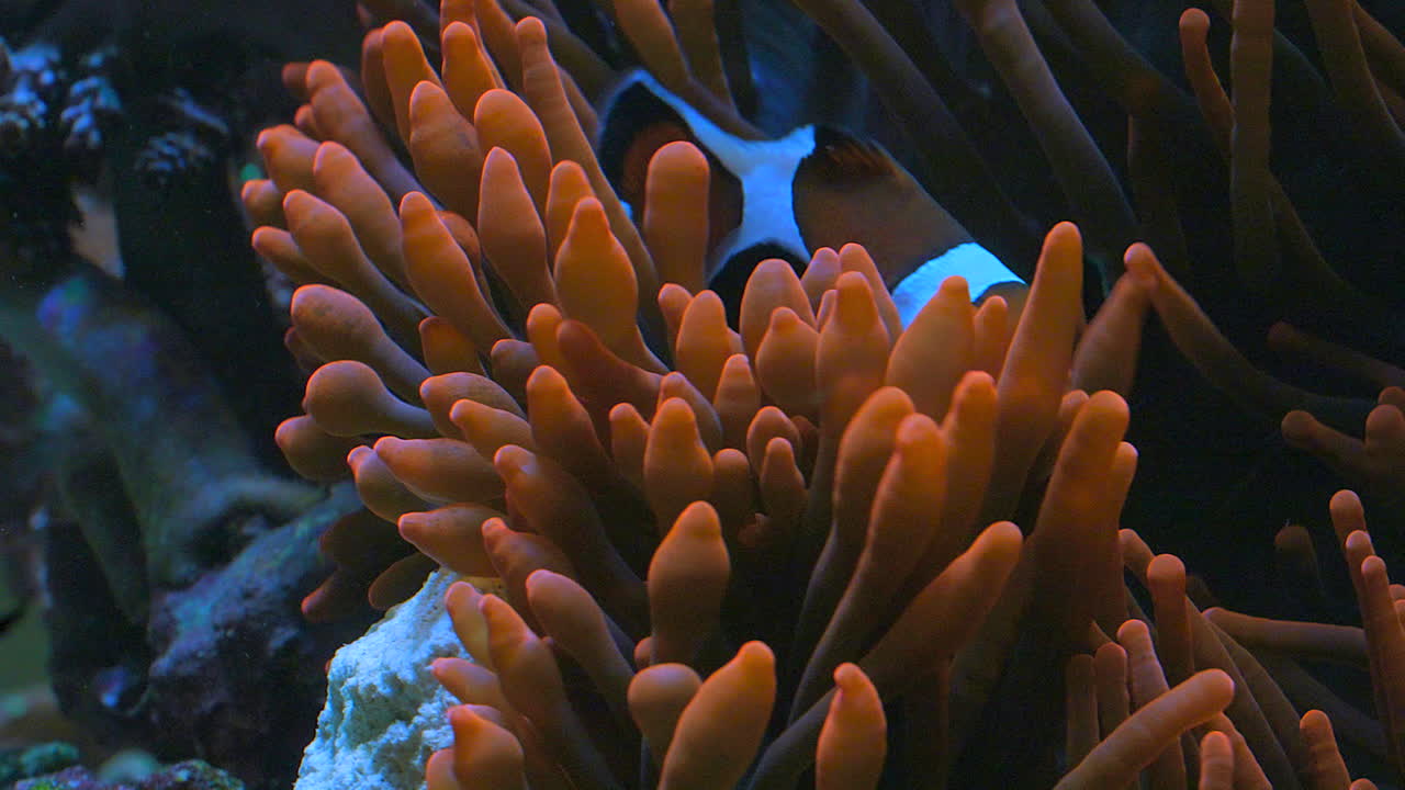 Clown Fish Playing in it's Rose Bubble-tip Anemone