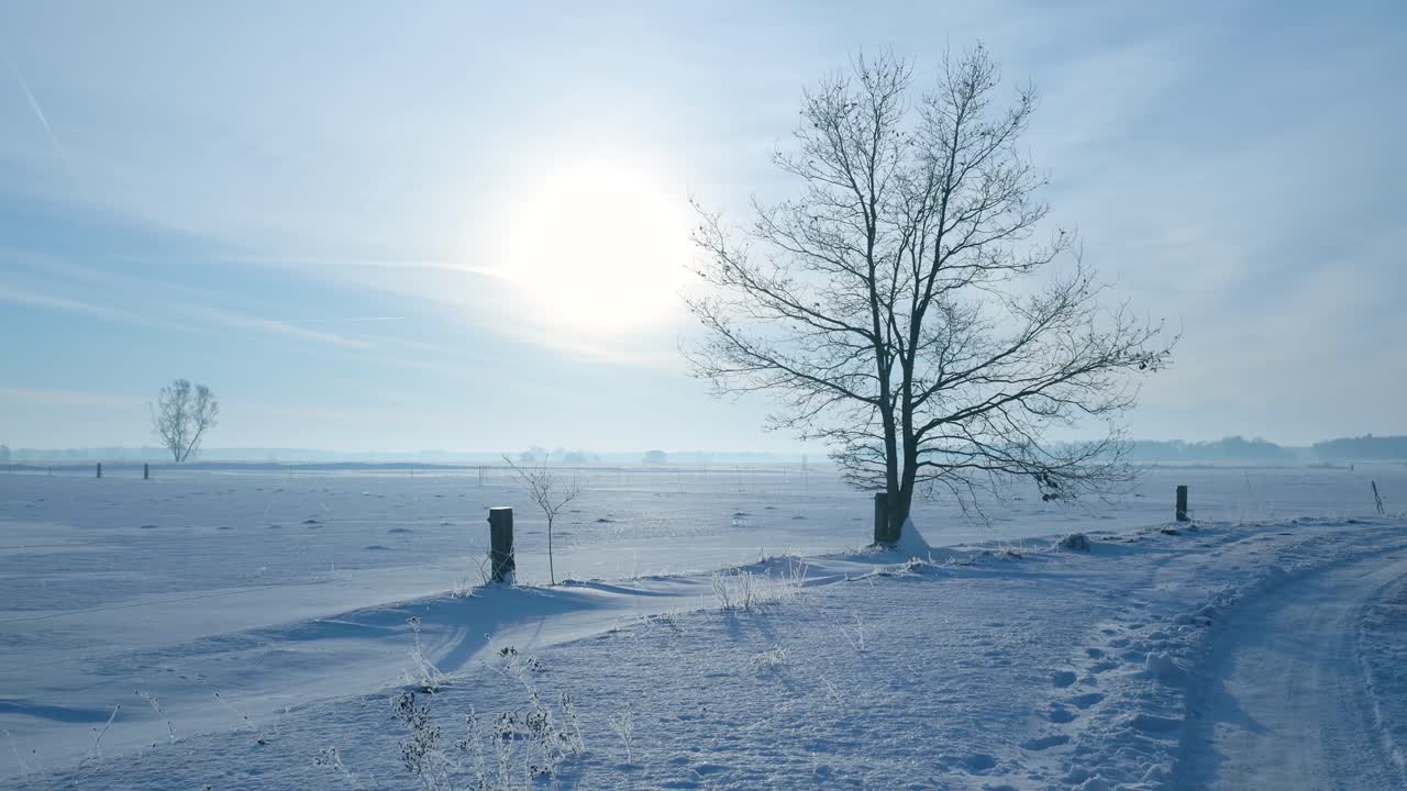 Winter landscape with a tree in the snow
