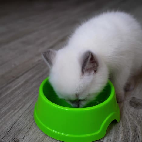 little kitten eats food