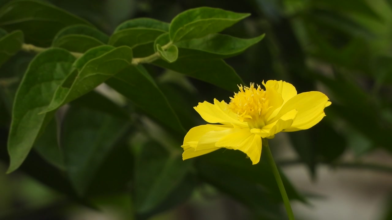 Yellow flower - green gold - beautiful .