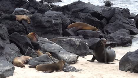 a male seal walks on the beach at galapagos islands