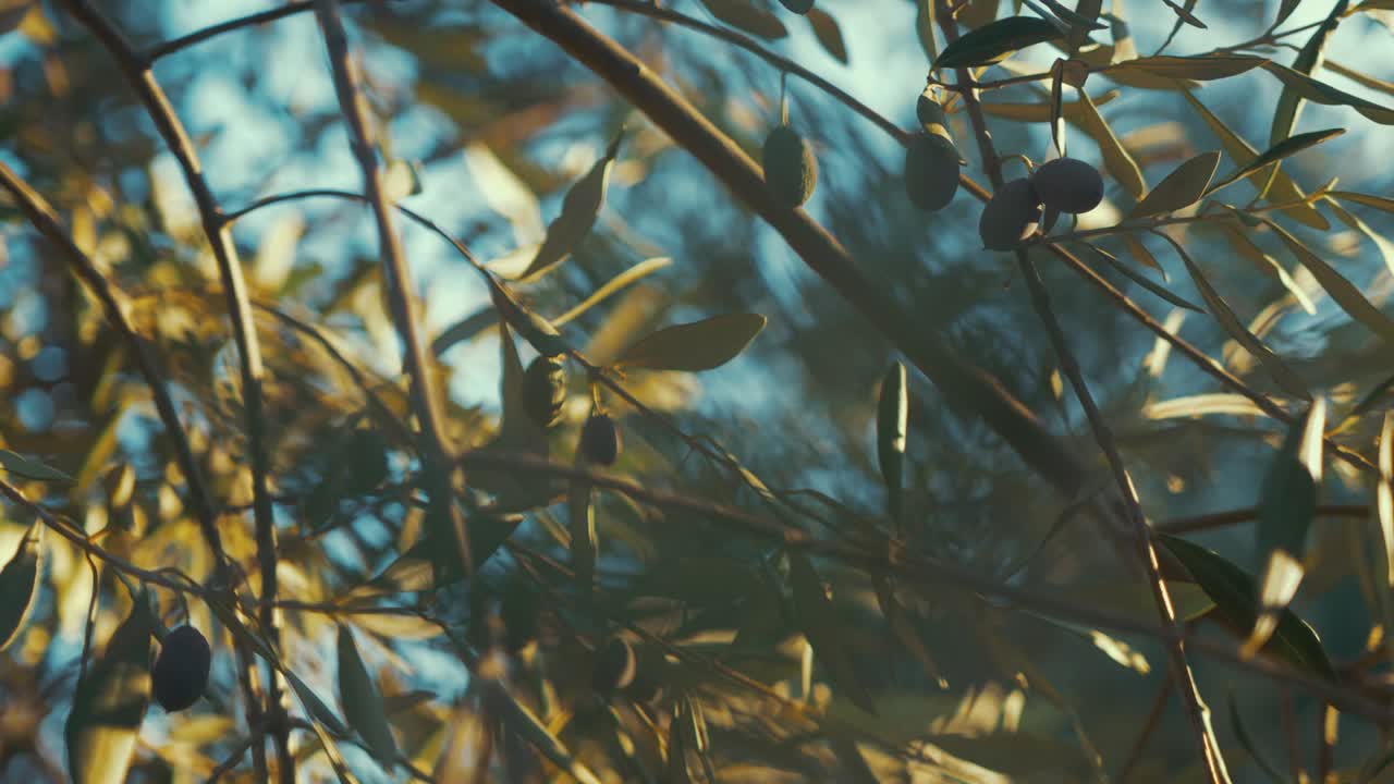 황금 시간에 매달린 올리브의 아름다운 샷