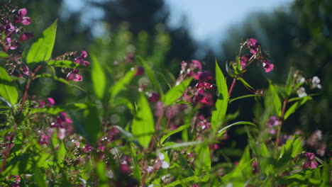 Lila-Blüten-Und-Bienen-In-Der-Sonne