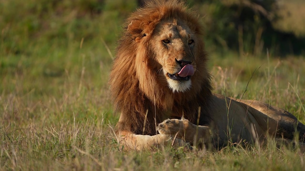 Zívající lev odpočívající v otevřených travnatých pláních Masai Mara.