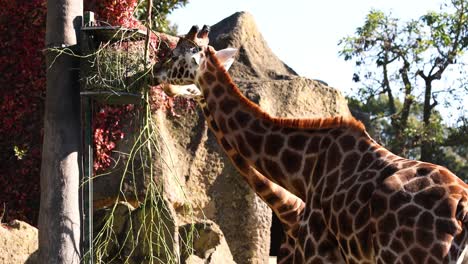 giraffe eating leaves from a tree at zoo