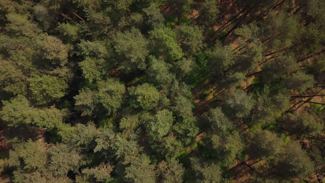 British Surrey Woods Birds Eye View