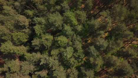 british surrey woods birds eye view