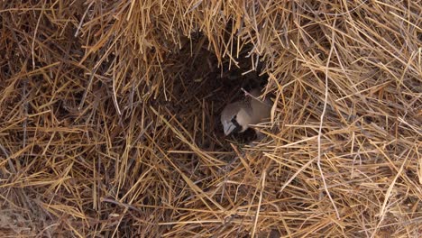 Zoom-out-to-reveal-a-sociable-weaver-bird-nest-on-the-plains-of-Africa