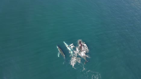 a pod of whales displaying social behaviour while travelling on their yearly migration south