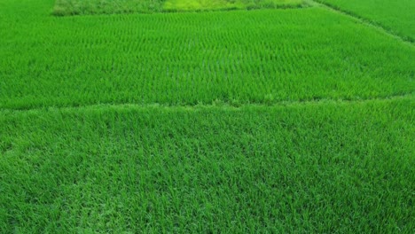 aerial view shot of vast paddy fields