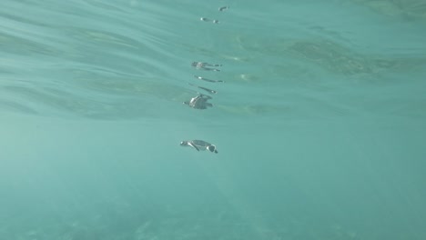 Cute-Endangered-Baby-Turtle-Swimming-In-Turquoise-Water---underwater-shot