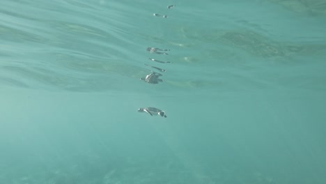 linda tortuga bebé en peligro de extinción nadando en aguas turquesas - toma submarina