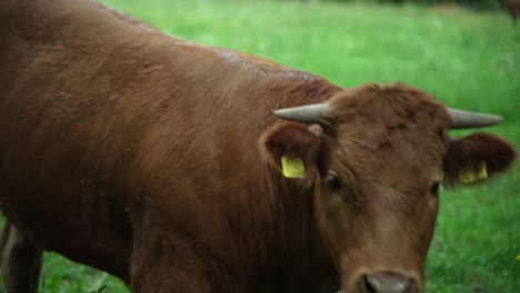 closeup of a beautiful brown cow standing in front of a heard on a green meadow and looking coriously in the camera and arround