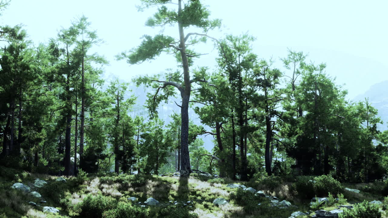 Beautiful view of a pine forest