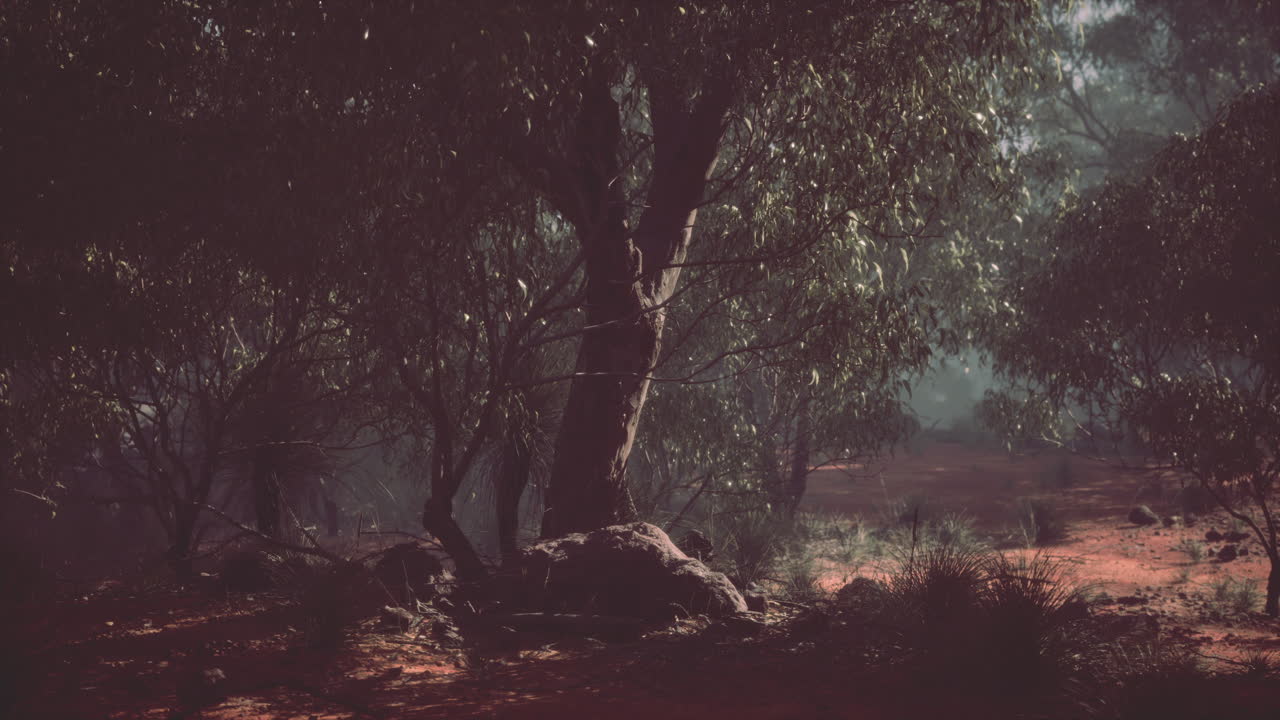 Mysterious forest in the australian outback Premium Stock Video Footage