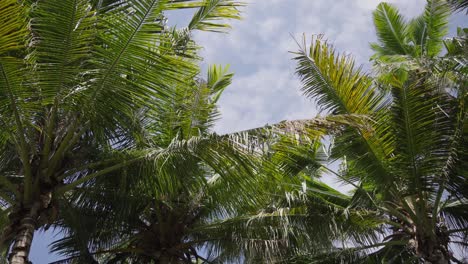 amplia textura tropical de densas hojas de palma en la plantación contra el cielo azul durante una mañana soleada en bali, indonesia