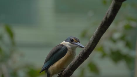 Heiliger-Eisvogel-Thront-Auf-Einem-Zweig-Im-Wald---Aus-Nächster-Nähe