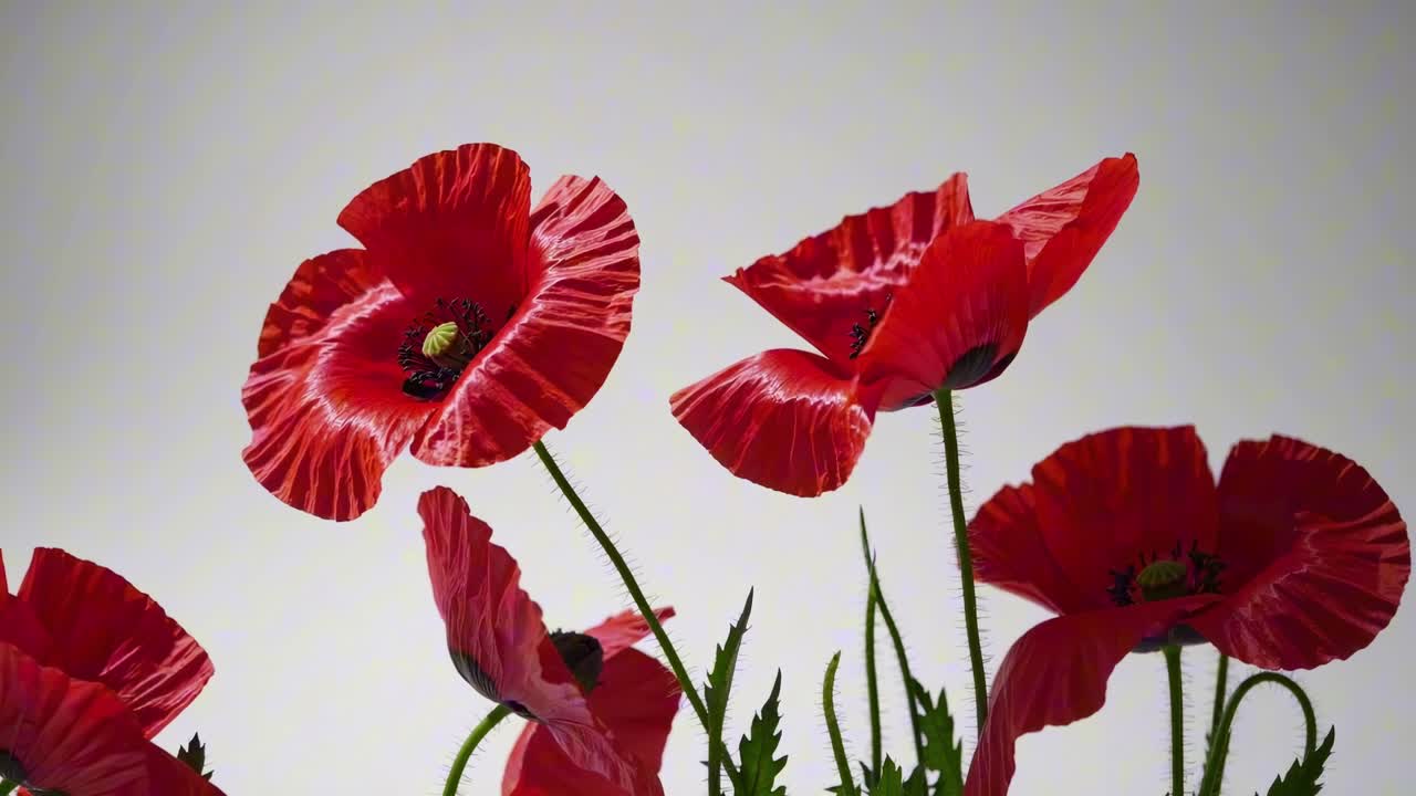 Low-angle video shot of vibrant red poppies against a soft gray background, capturing the delicate