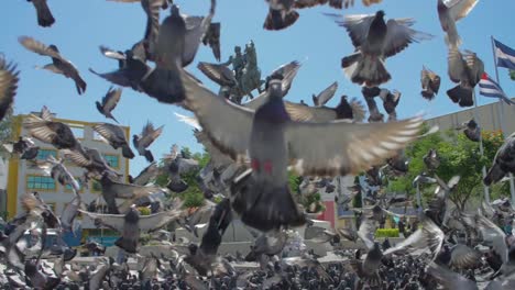 a daytime view of the statue of capitain gerardo barrios in the heart of the historic district of san salvador, el salvador with many pigeons flying in front of it