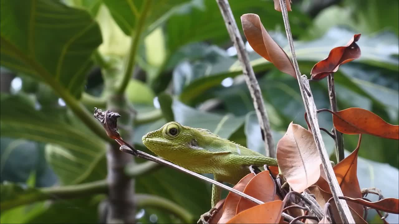 green chameleon on a dry tree branch HD video.