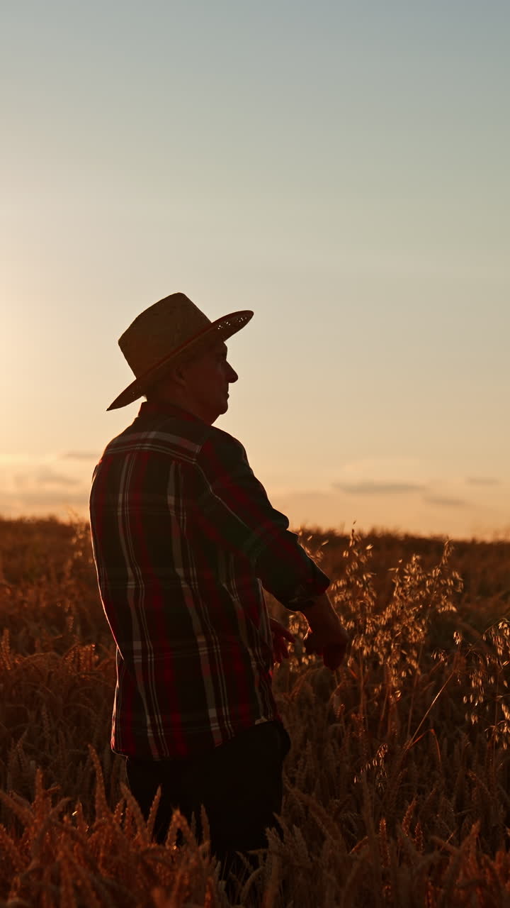Confident senior farmer wearing a hat stands in the farmland. Man looks at ripe wheat at sunset. Vertical video
