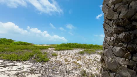 textura de palmeras con fondo de hierba con vista al océano, isla tropical los roques