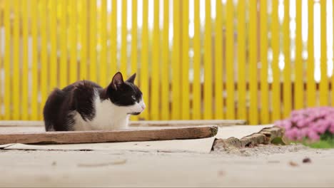 Sleepy-Black-And-White-Cat-Sitting-On-The-Ground-With-Blurred-Yellow-Painted-Wooden-Fence-Background