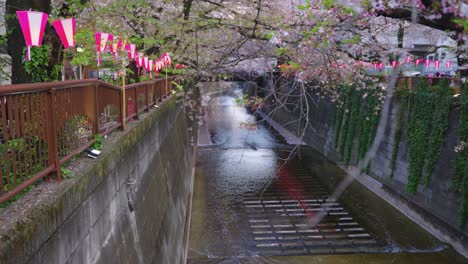 Barrio-De-Tokio-Meguro-En-Primavera,-Linternas-En-La-Tarde-Para-El-Festival-De-Sakura