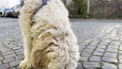 cute-little-dog-with-wild-shaggy-soft-fur-and-hanging-oren-looks-down-a-small-street-turns-his-head-and-then-sniffs-the-cobblestones