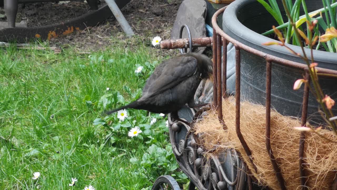 Female blackbird collecting material from garden planter to build nest