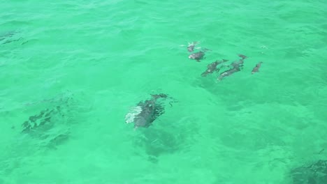 delfines jugando en el agua