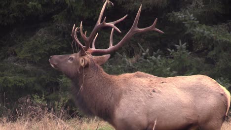 elk walk through a clearing 3