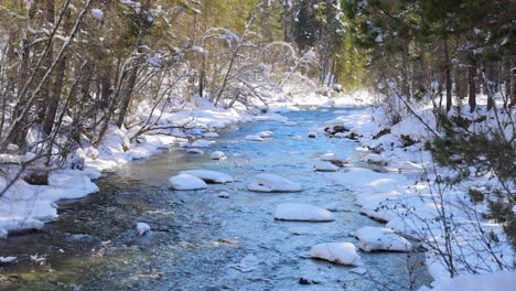 hermoso bosque de nieve en invierno.