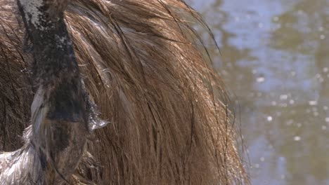 An-Adult-Emu-Grooming-And-Preening-Its-Feathers---close-up