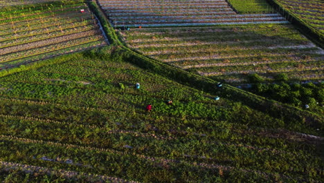 Manual-labor-by-farm-workers-harvesting-seasonal-crops-in-tropics