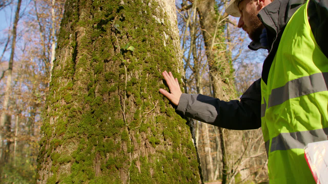 ingeniero masculino tocando el tronco del árbol con la mano mientras mira hacia arriba mirando fijamente las ramas, en la mano