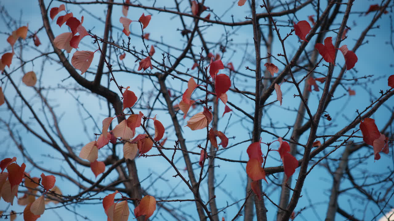 Wide shot of some colorful leaves that are still hanging on the tree and sways calmly with the wind
